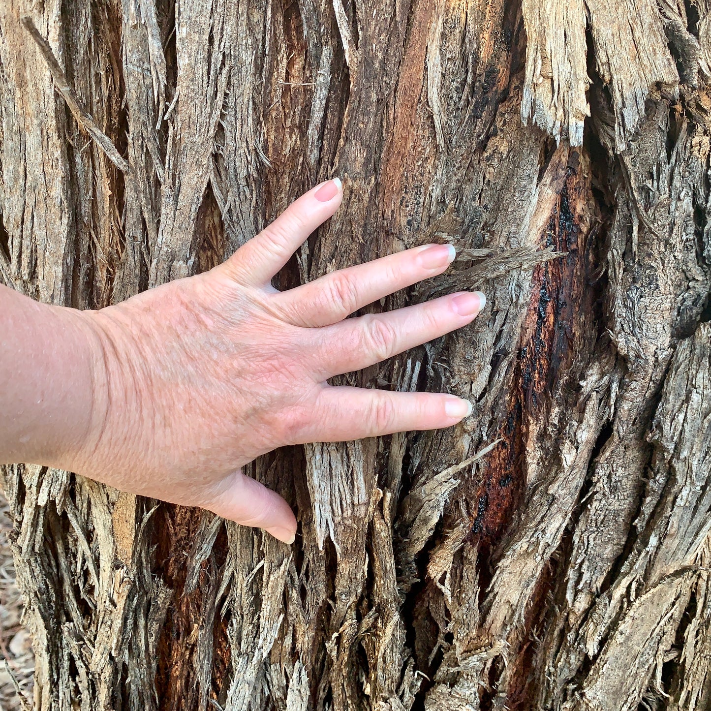 Bark Vase