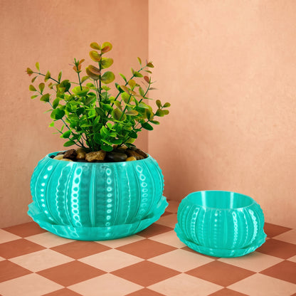 Sea Urchin Indoor Pot Set