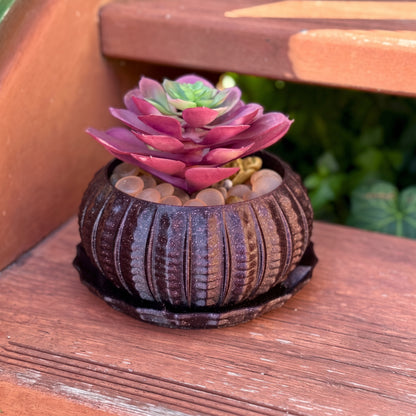 Sea Urchin Indoor Pot Set